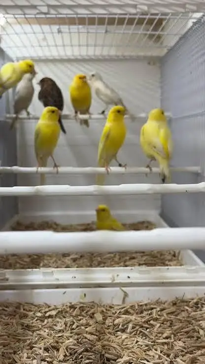 A premium- quality Yorkshire canary available now.