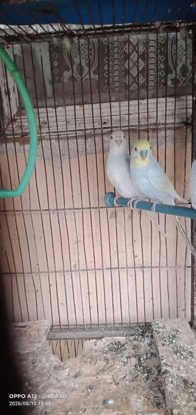 Read Full Ad- Budgie - Urgent Sale