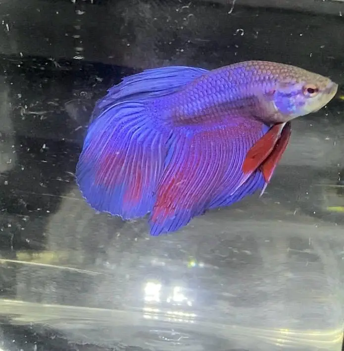 Premium Veiltail Betta | Cellophane Multi-Color | Healthy Male