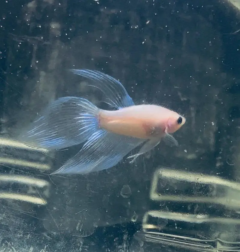Premium Veiltail Betta | Cellophane Multi-Color | Healthy Male — photo 2