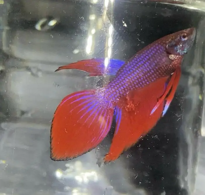 Premium Veiltail Betta | Cellophane Multi-Color | Healthy Male — photo 4