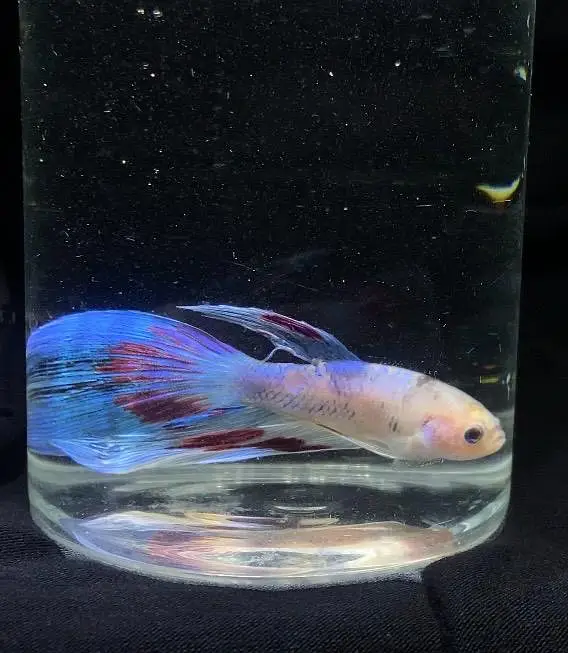 Premium Veiltail Betta | Cellophane Multi-Color | Healthy Male — photo 3