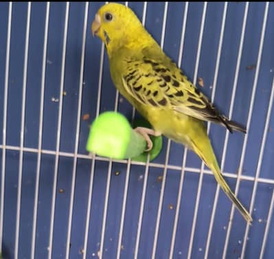 budgies