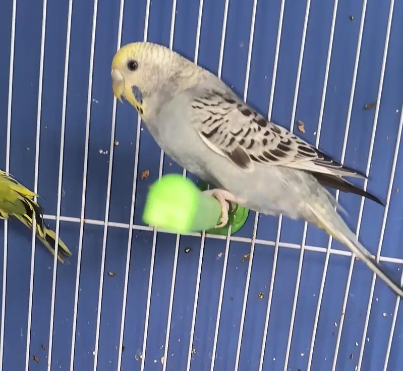 budgies — photo 2