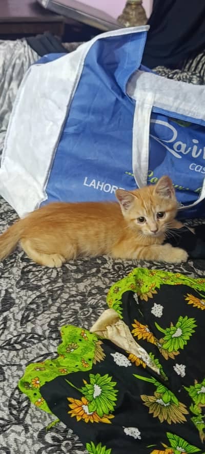 Persian kitten pair for sale