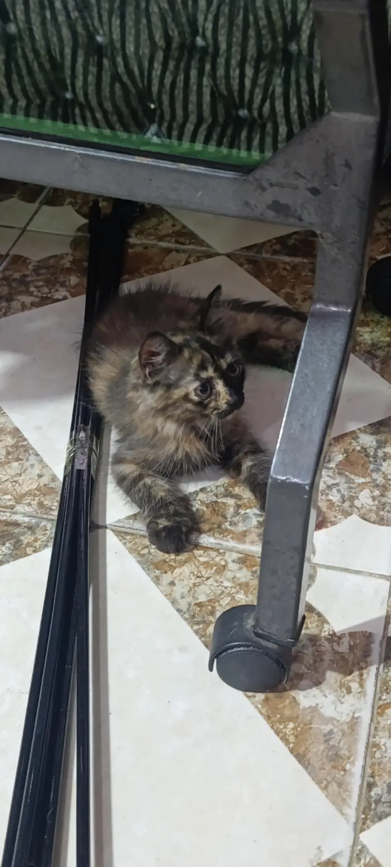Persian kitten pair for sale — photo 2