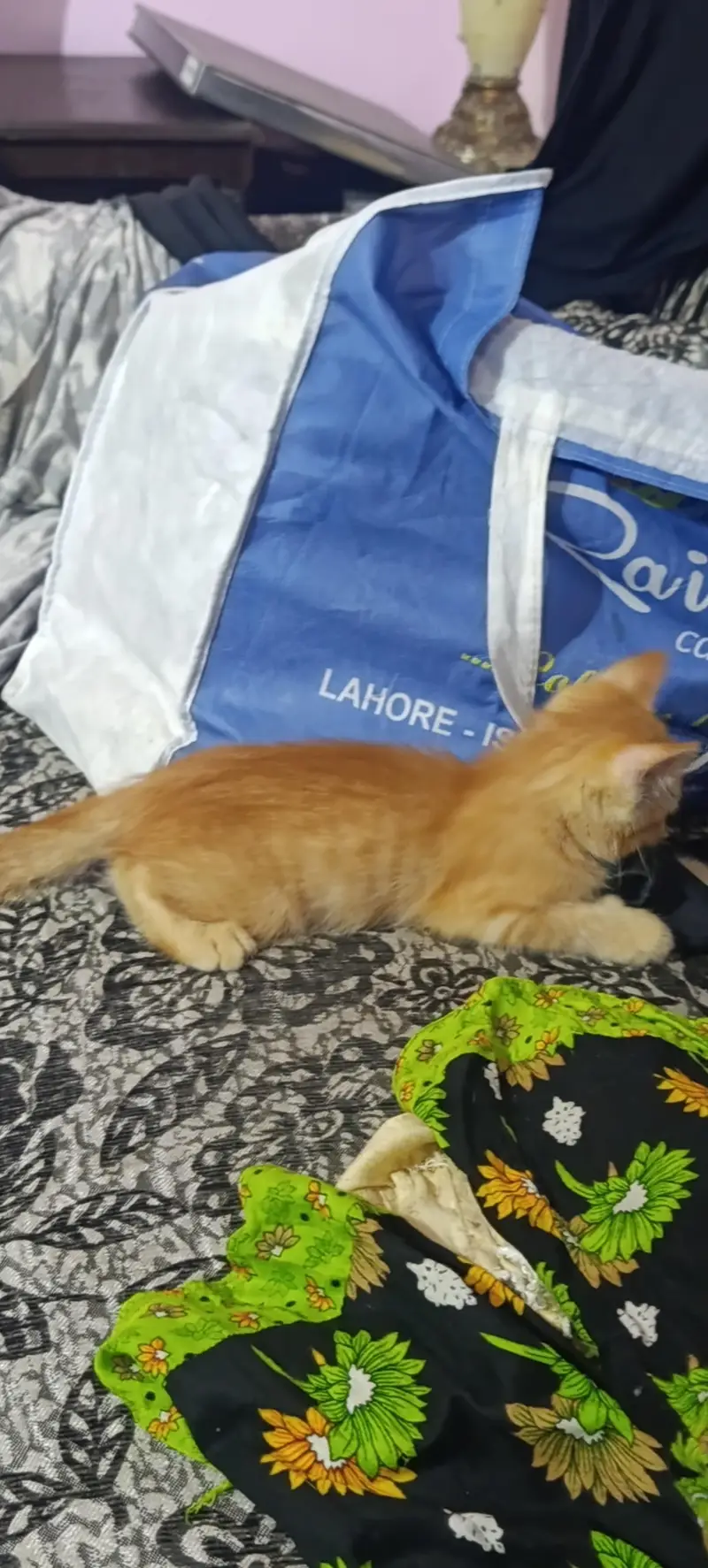 Persian kitten pair for sale — photo 4