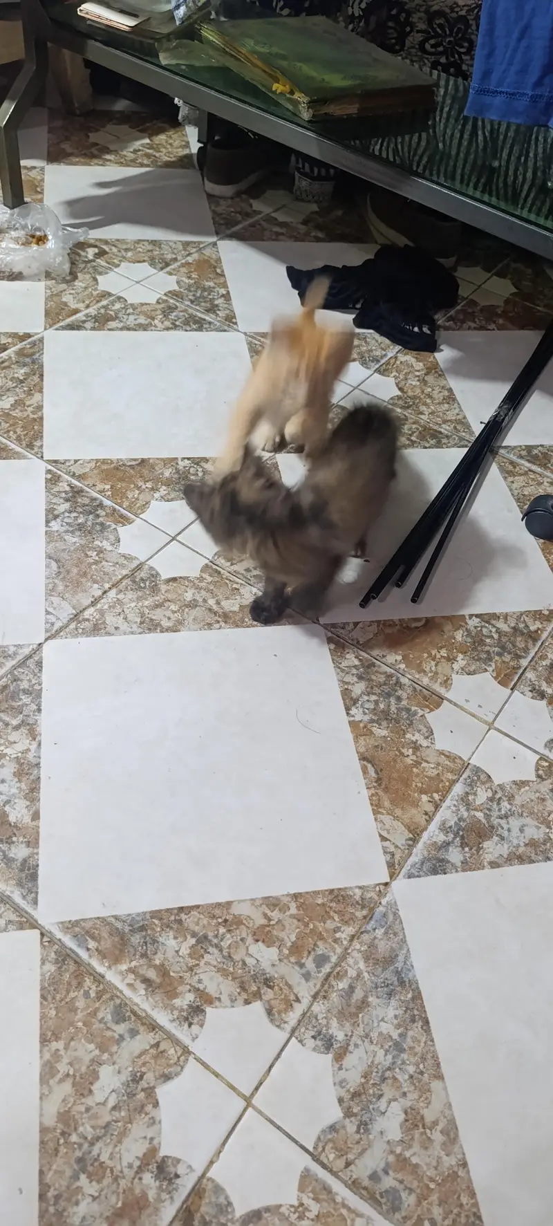 Persian kitten pair for sale — photo 5