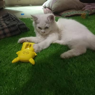 Persian cat