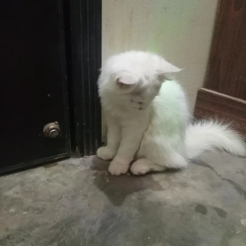 Persian cat — photo 2