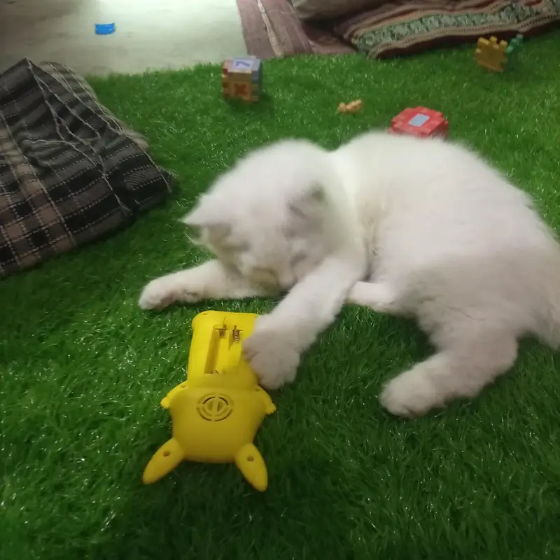 Persian cat — photo 3