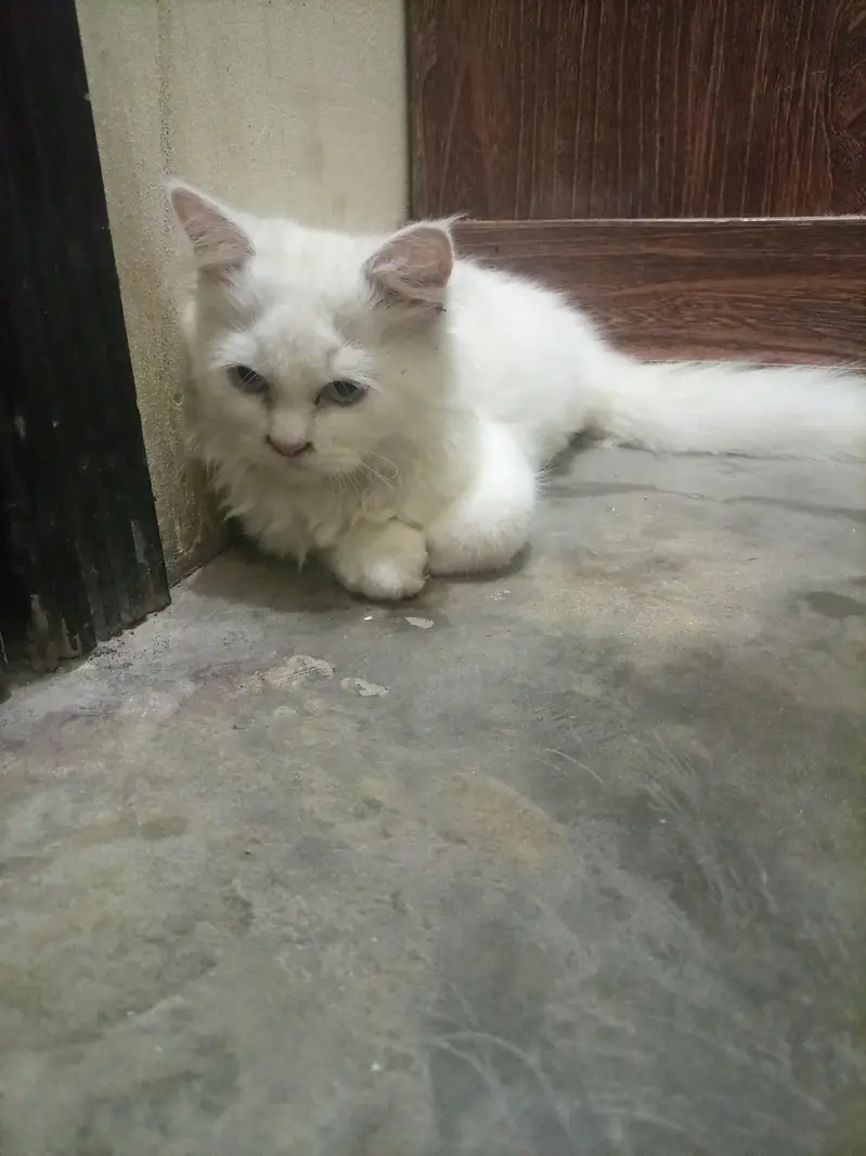 Persian cat — photo 4