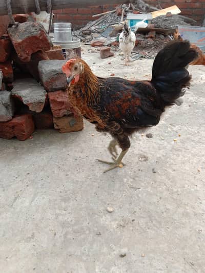Golden Misri Pathy Pathiyan