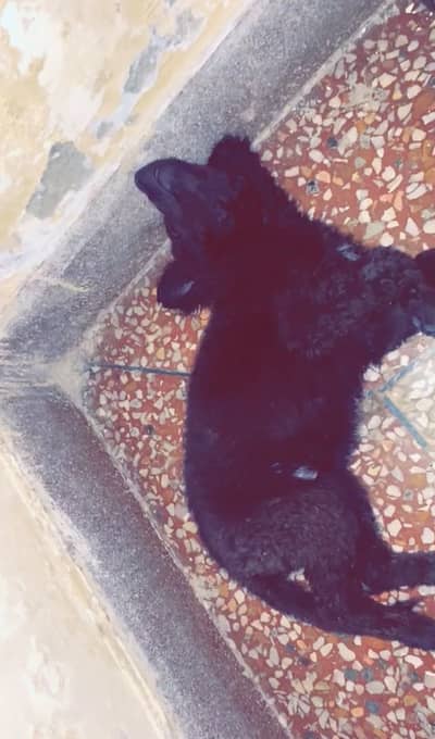 BLACK SHEPHERD FEMALE