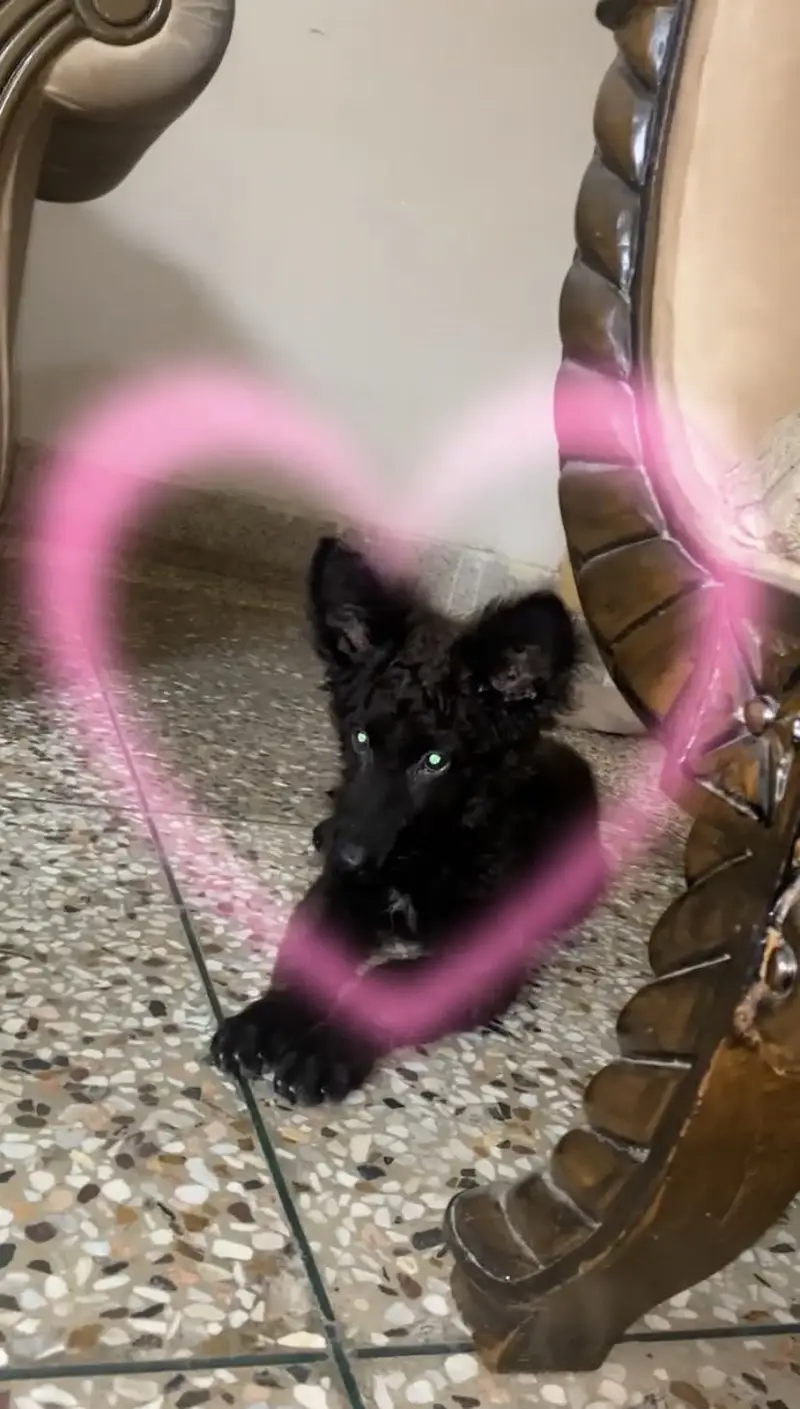 BLACK SHEPHERD FEMALE — photo 4
