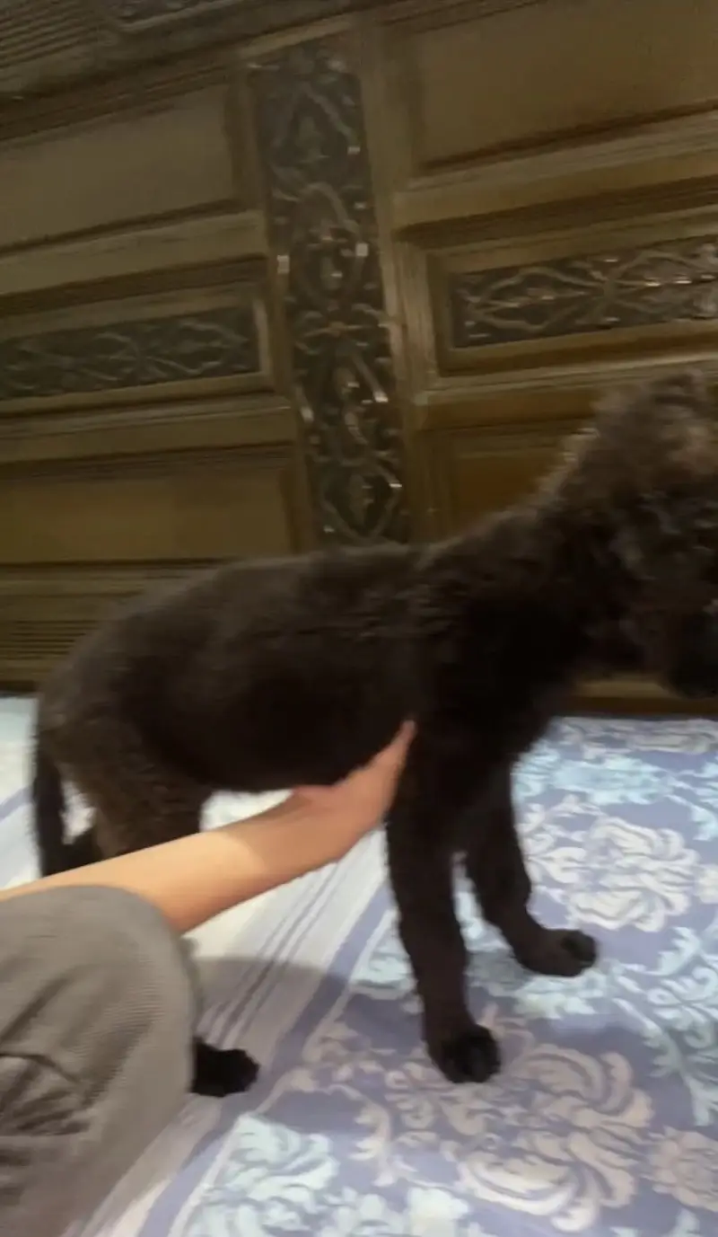 BLACK SHEPHERD FEMALE — photo 5