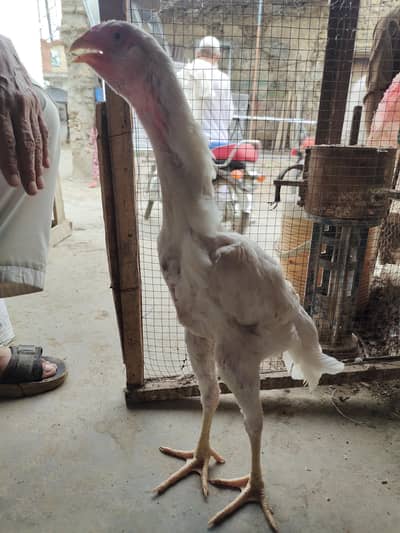 Indian White Shamo Murgha – Healthy & Active, For Sale