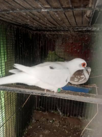 red pied and diamond pied 100 percent wash breeder pair with chick