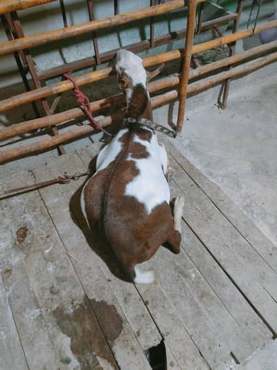teddy bakra