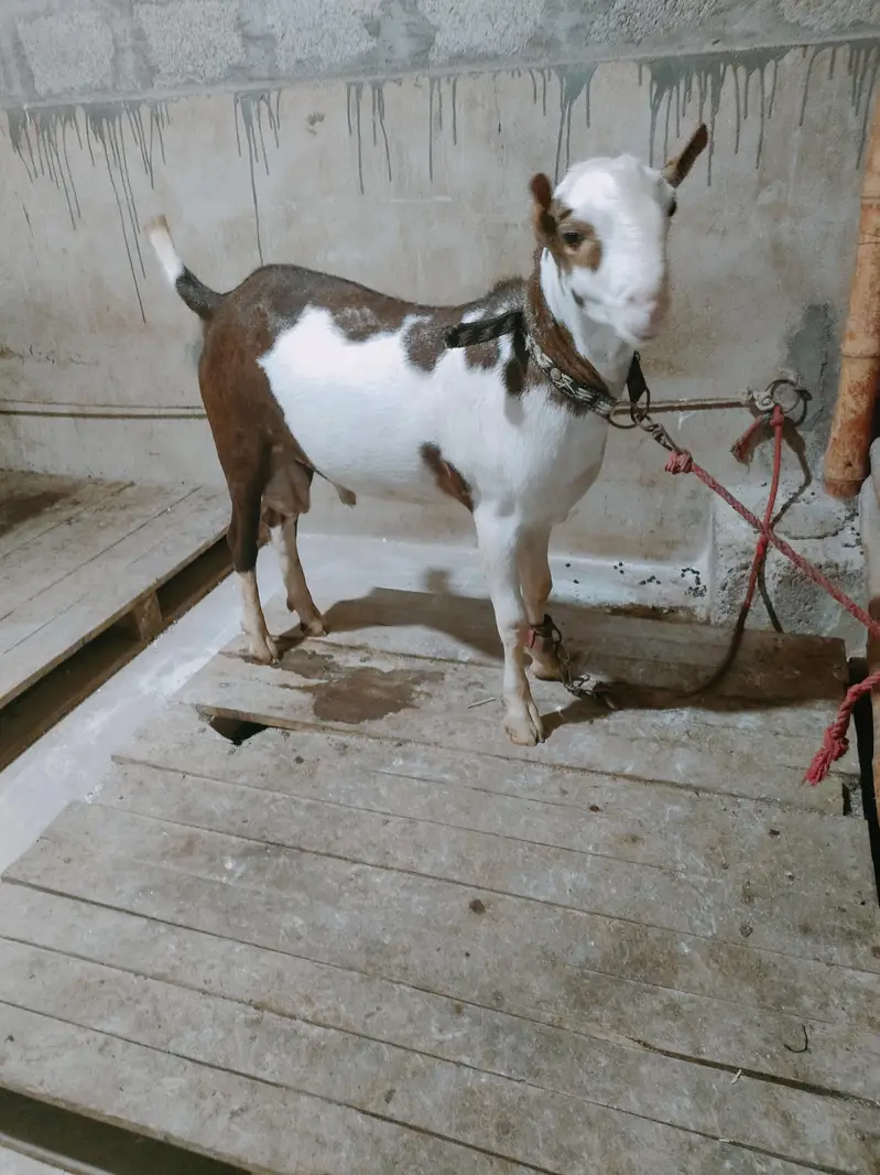 teddy bakra — photo 4