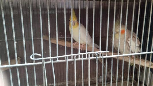 cages and birds
