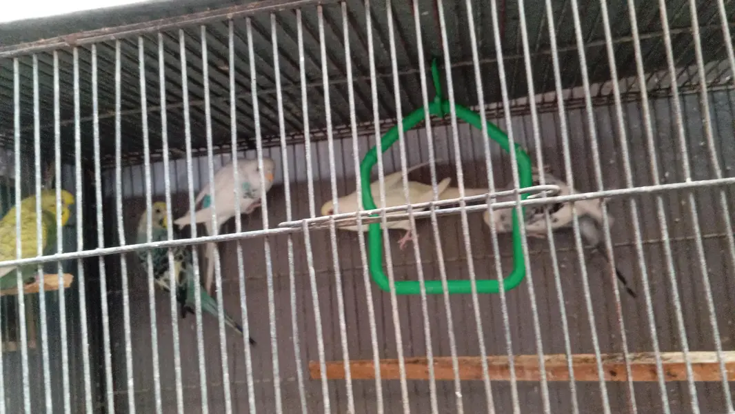 cages and birds — photo 2