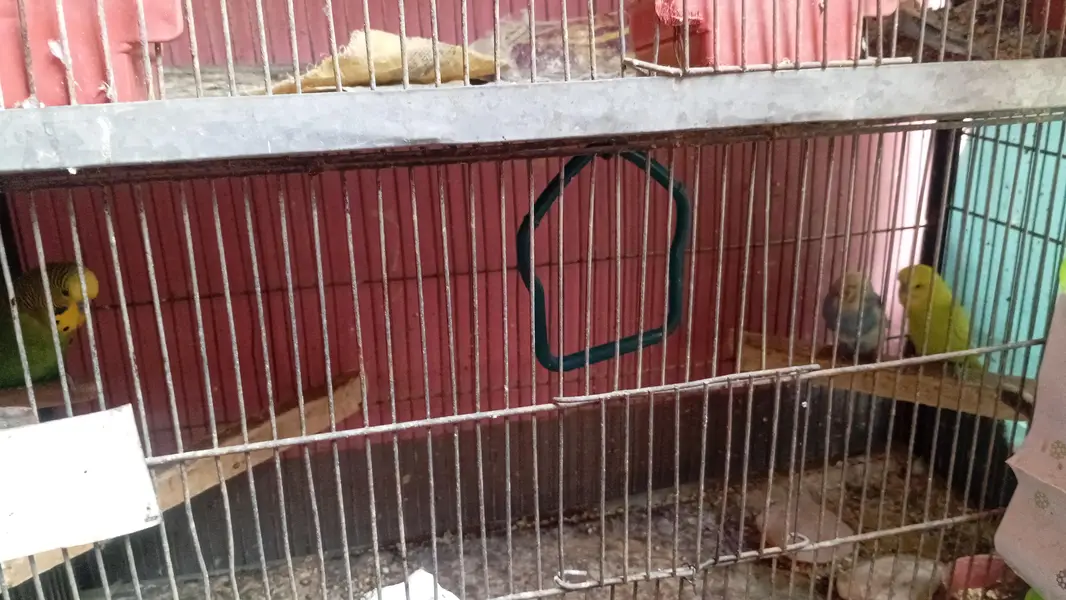 cages and birds — photo 3