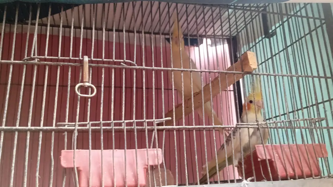 cages and birds — photo 4