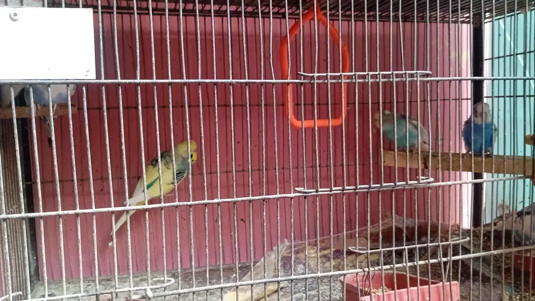 cages and birds — photo 5