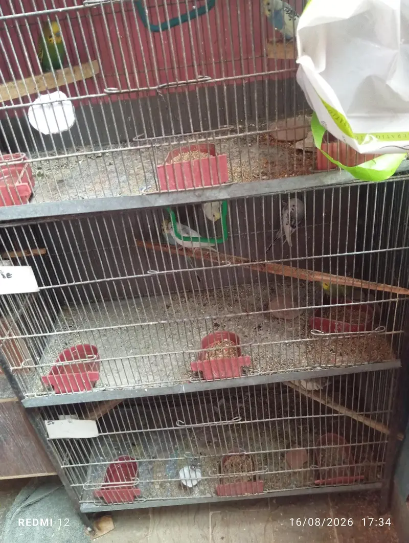 cages and birds — photo 9