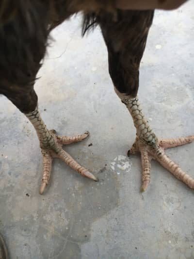 High quality lakhi female