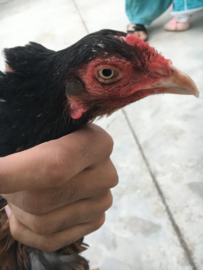 High quality lakhi female — photo 2