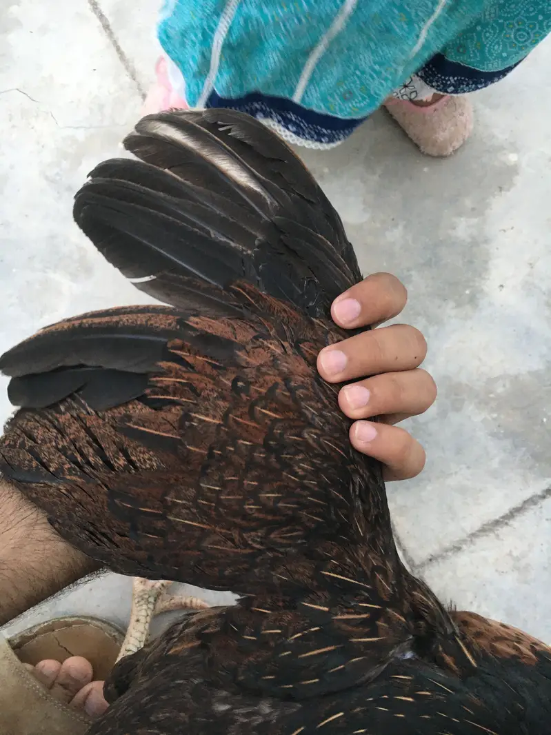 High quality lakhi female — photo 3