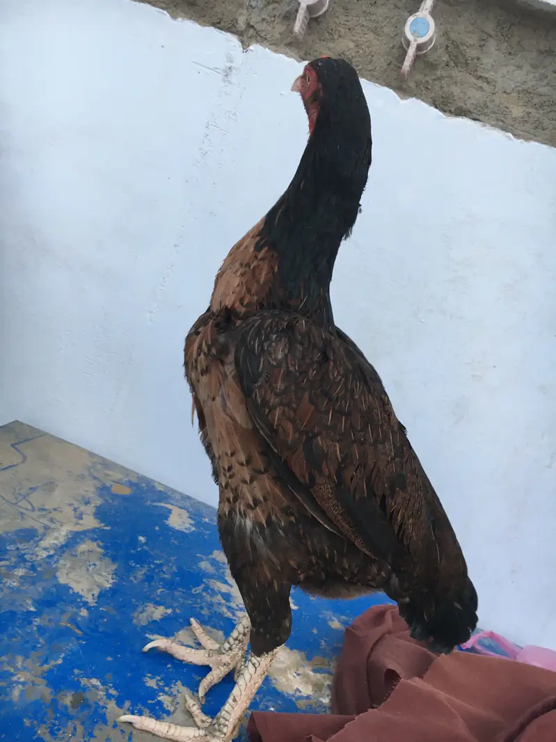 High quality lakhi female — photo 4