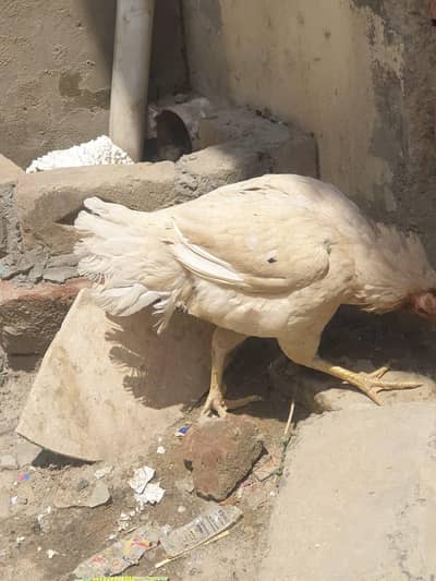 aseel hen for sale.