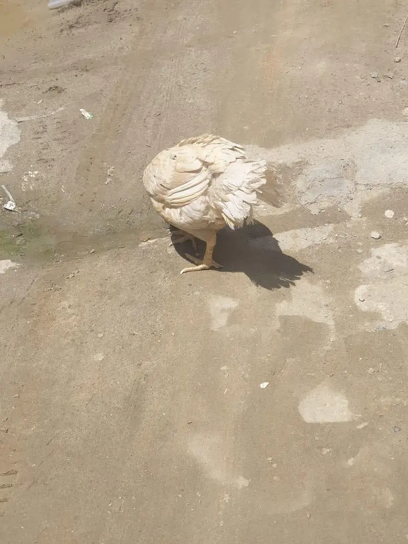 aseel hen for sale. — photo 2