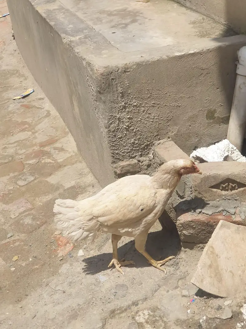 aseel hen for sale. — photo 3