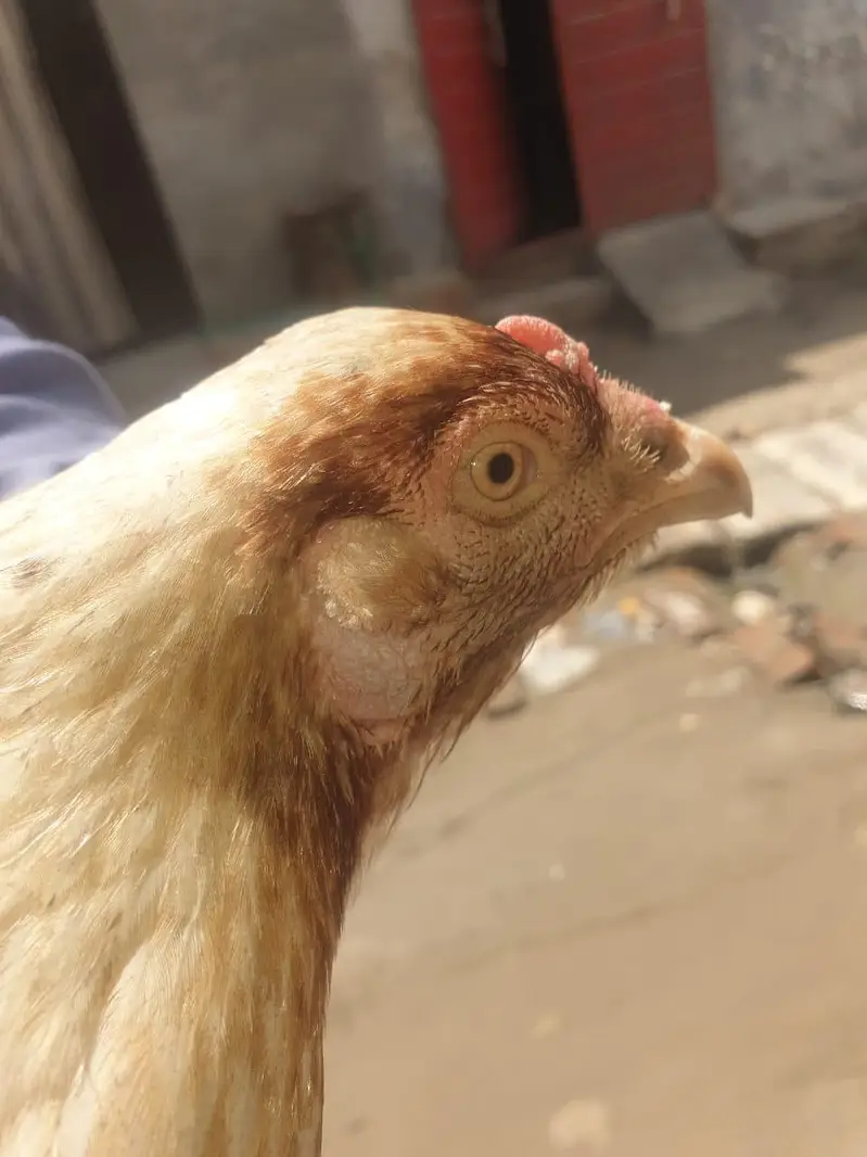 aseel hen for sale. — photo 4