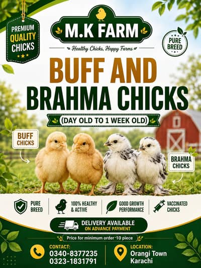 buff and brahma