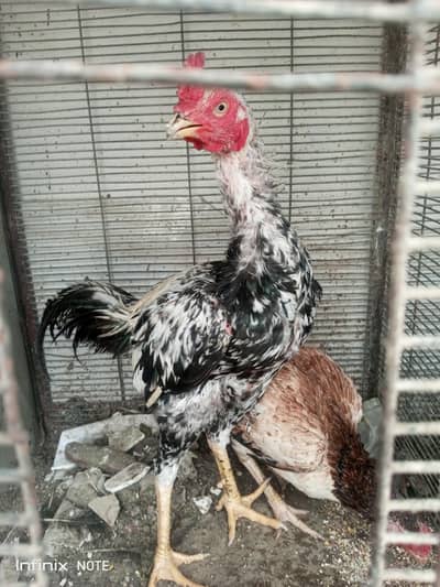 Hens for Sell