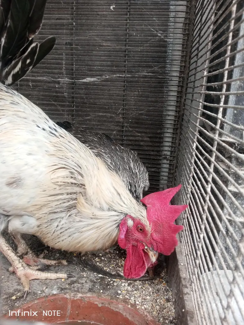 Hens for Sell — photo 2