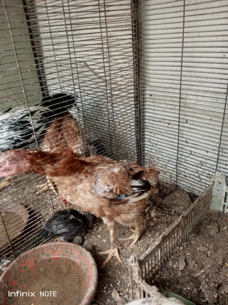 Hens for Sell — photo 3