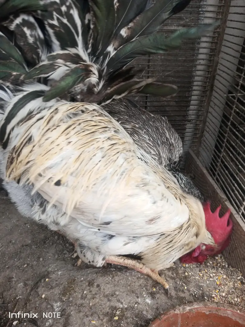 Hens for Sell — photo 4