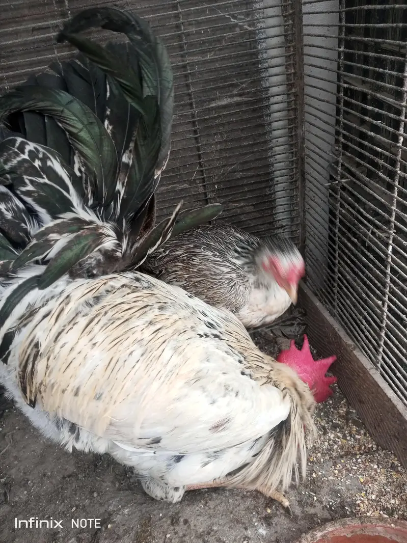 Hens for Sell — photo 5