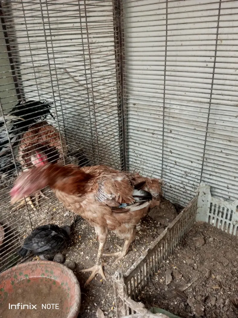Hens for Sell — photo 6