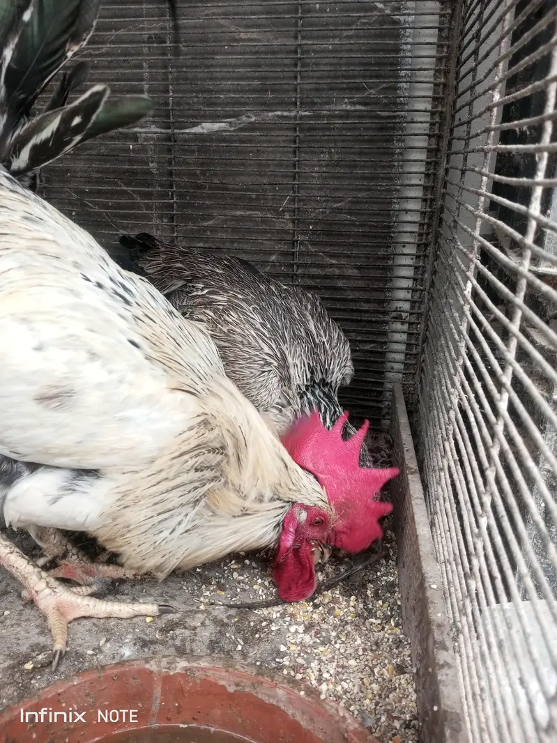 Hens for Sell — photo 7
