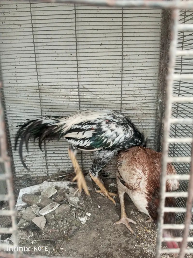 Hens for Sell — photo 8