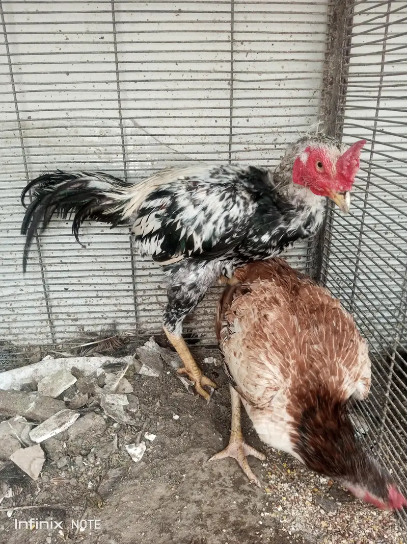 Hens for Sell — photo 9