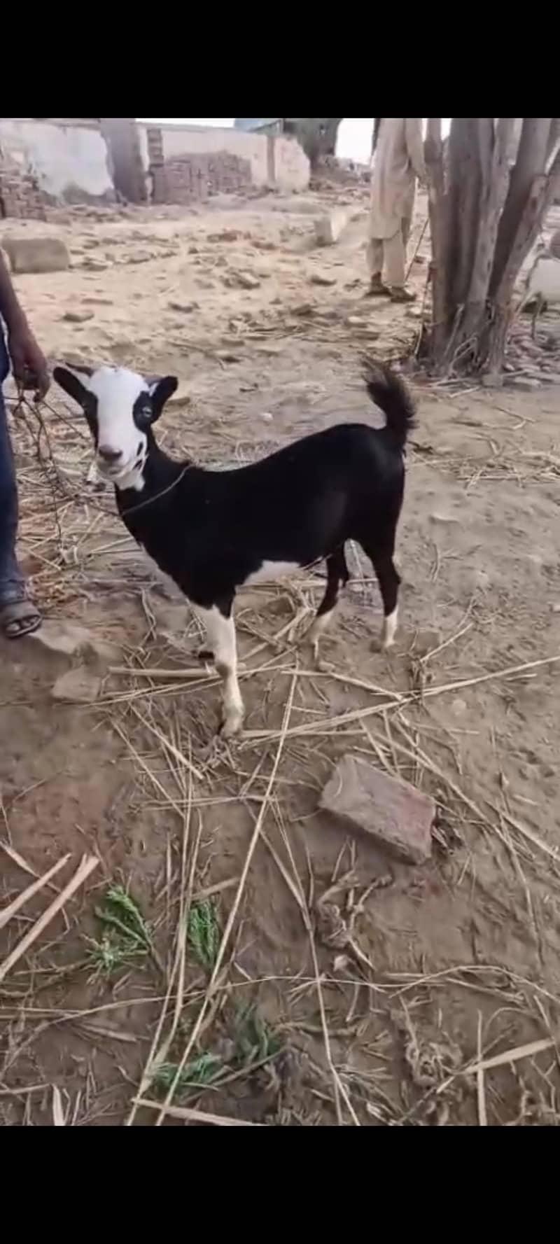 2 dant khassi 0