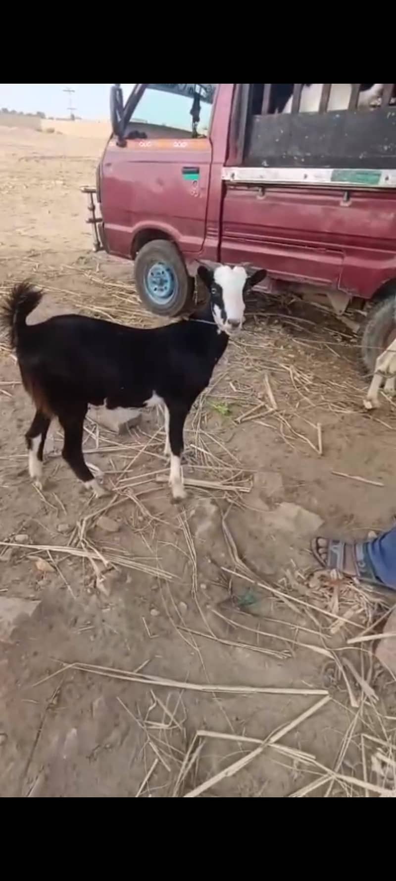 2 dant khassi 2